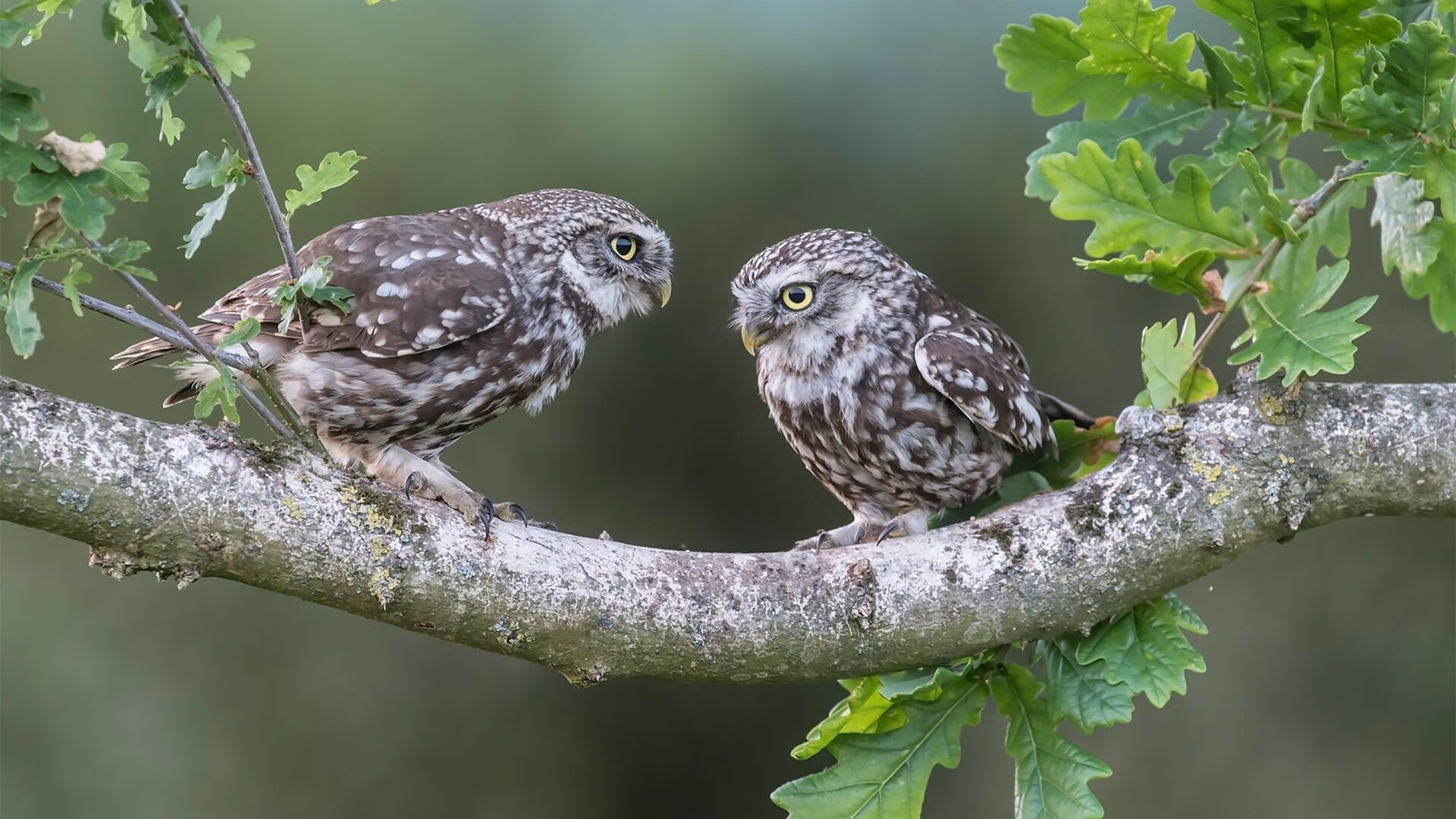 九游体育官网入口-NBA联盟电视转播权谈判与收入分配机制，nba电视转播费