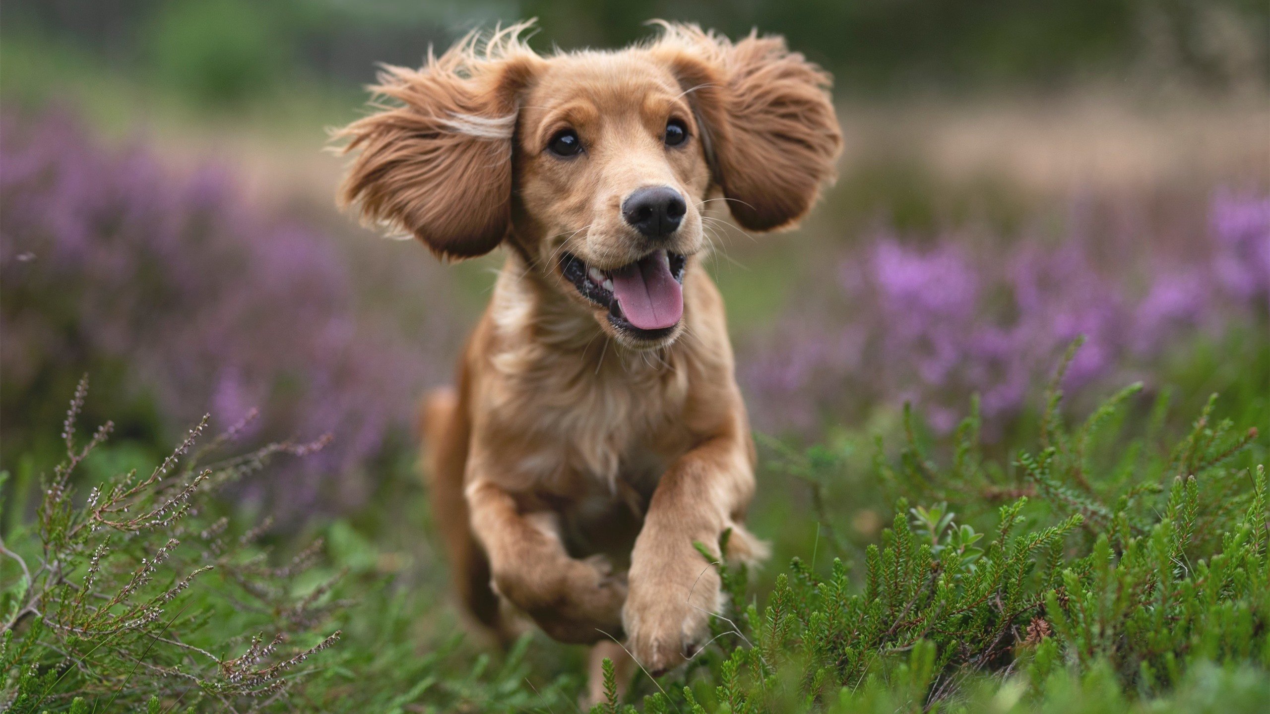 九游jiuyou-体育赛事品牌推广新模式，体育赛事品牌打造